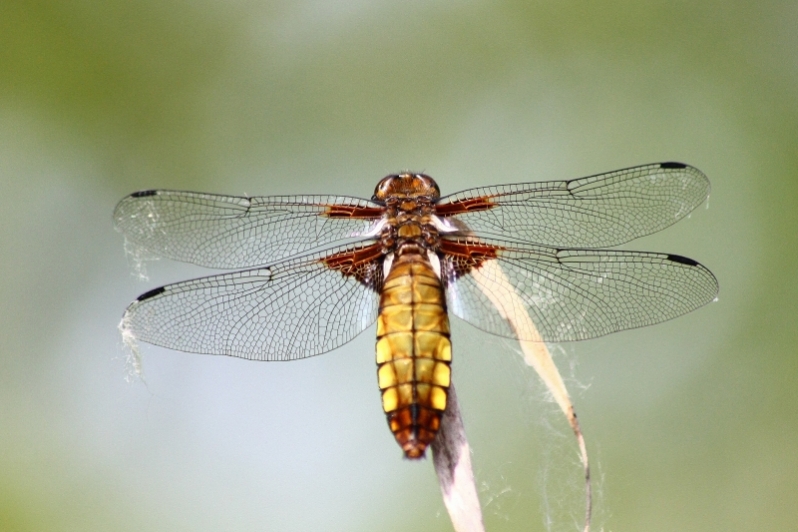 Libellula depressa?